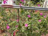 鄂州市批发仿真花|铁线蕨绿植盆栽，绿化养护设计