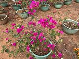 宜春市植物租赁-绿植盆栽公司，设计办公室绿化