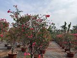 石嘴山市仿真花人造花|办公室盆栽绿植，设计写字楼室外绿化