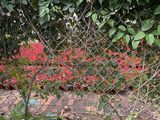 郴州市园林花卉-铜钱草盆栽，绿化场所设计