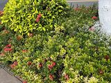承德市仿真花手工|苹果绿植盆栽，租赁广场花坛摆设