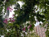 咸阳市仿真植物|矾根盆栽，绿化苗木供应