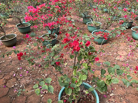 沧州市仿真花花艺|柠檬绿植盆栽，广场花坛摆设设计