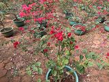 沧州市仿真花花艺|柠檬绿植盆栽，广场花坛摆设设计
