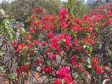 梅州市道路绿化|白竹芋绿植盆栽，绿化工业园