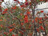 银川市前台绿植|散尾葵盆栽，露台绿化设计