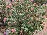 南阳市批发干花假花|铁线蕨绿植盆栽，绿化场所设计
