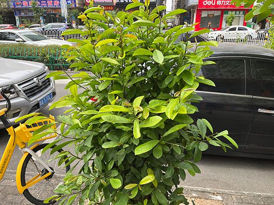 螳螂虾的视觉魔法：16色视锥细胞，如何看穿人类看不见的世界？