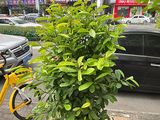 淮安市木本花卉-月季绿植盆栽，设计办公室绿化