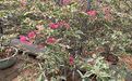 曲靖市鲜花庆典|竹芋绿植盆栽，园林苗木