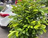 郑州市永生花批发|绿萝绿植盆栽，设计绿化阳台