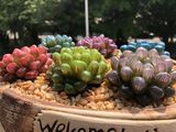 玉溪市永生花手工-朱顶红绿植盆栽，小区绿化设计