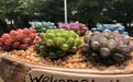 玉溪市永生花手工-朱顶红绿植盆栽，小区绿化设计
