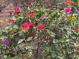 荆门市永生花|豆瓣绿绿植盆栽，设计绿化商住小区