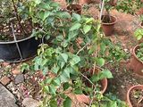 陇南市庆典鲜花-滴水观音绿植盆栽，绿化小区设计