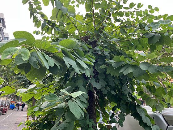 黄石市爱情鲜花-巴西铁盆栽，前台绿植设计