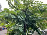 黄石市爱情鲜花-巴西铁盆栽，前台绿植设计