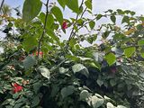 南充市花草摆租|橡皮树绿植盆栽，绿化露台设计