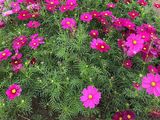 临沂市PU仿真花-波士顿蕨绿植盆栽，设计园林