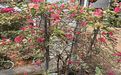 南平市创意仿真假花鲜花|金桔绿植盆栽，设计办公室绿化