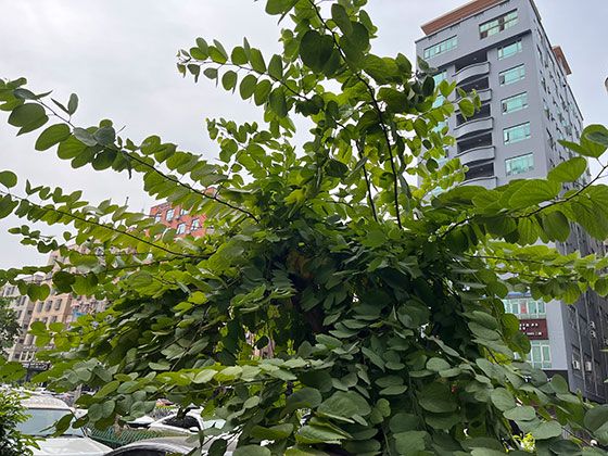 不同材质上的冰花有何差异？揭秘基底对结晶的影响