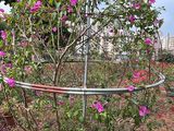 台州市鲜花绿植租赁|金桔盆栽，租赁广场花坛摆设