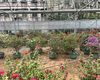 克孜勒苏鲜花花卉|如意皇后绿植盆栽，大树收购