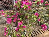 余姚市庭院绿化-桂花绿植盆栽，设计园艺