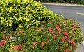 大同市鲜花绿植租赁|吊兰绿植盆栽，绿化厂房园林设计