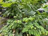 毕节市鲜花庆典|芦荟盆栽，绿化别墅花园设计