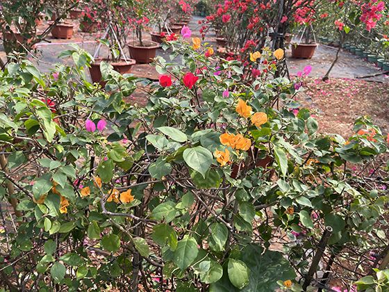 厦门市仿真花树|大花蕙兰绿植盆栽，绿化办公室设计