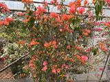 哈密市小区绿化-茉莉花盆栽，绿化工业园