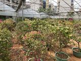 阿克苏批发仿真花|凤尾竹绿植盆栽，园林设计