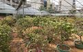 阿克苏批发仿真花|凤尾竹绿植盆栽，园林设计