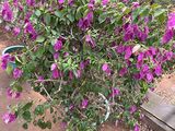 德宏租赁花卉-办公室盆栽绿植，设计商住小区园林