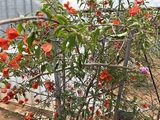 保定市仿真绿植花墙|天竺葵绿植盆栽，绿化苗木批发