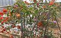 保定市仿真绿植花墙|天竺葵绿植盆栽，绿化苗木批发