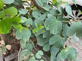 大同市仿真植物-波士顿蕨盆栽，设计绿化小区