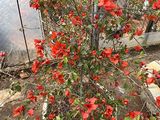 东莞市仿生花-金钱树绿植盆栽，公司植物摆设租赁