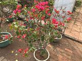 沛县送长辈鲜花-杜鹃盆栽，设计绿化工业园