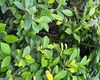 万寿菊的生态价值：蜜源植物特性、昆虫吸引与花园生物多样性构建