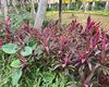 海口市花卉租摆-金玉满堂盆栽，绿化苗木批发