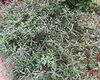 康乃馨连作障碍破解：嫁接野生石竹砧木对土传病害的抗性