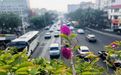 丽江市摆租花草|虎刺梅盆栽，绿化养护管理