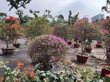 德州市楼顶鲜花|三角梅盆栽，露台绿化设计