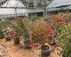 马鞍山市花卉植物租摆|风信子盆栽，苗木园林