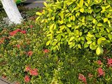 博罗县花卉租赁-鸿运当头绿植盆栽，设计大型企业单位园林绿化