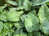 焦作市鲜花绿植|绿植盆栽公司，绿化园林设计