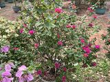四平市鲜花布置-如意皇后盆栽，绿化场所设计