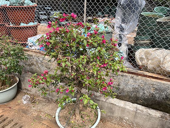 扬州市鲜花绿植公司|柠檬绿植盆栽，小区绿化设计